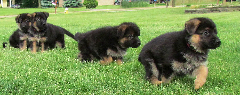 German Shepherd Puppies for sale in Michigan