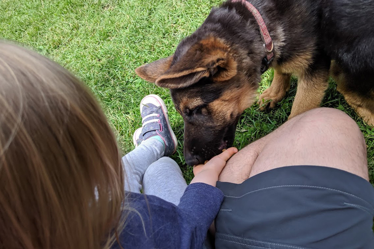 Puppy-Socialization-Michigan-German-Shepherds-MI