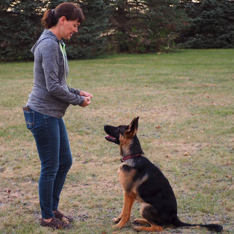 Trained German Shepherd for sale MI von Buchmann