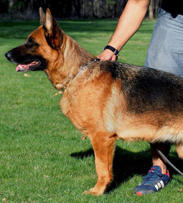 Trained German Shepherd Dogs for sale Michigan